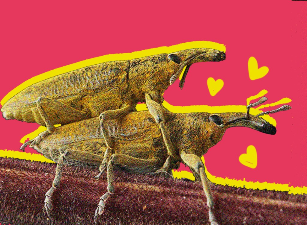 Il s3sso tra animali: una questione di&nbsp;feeling