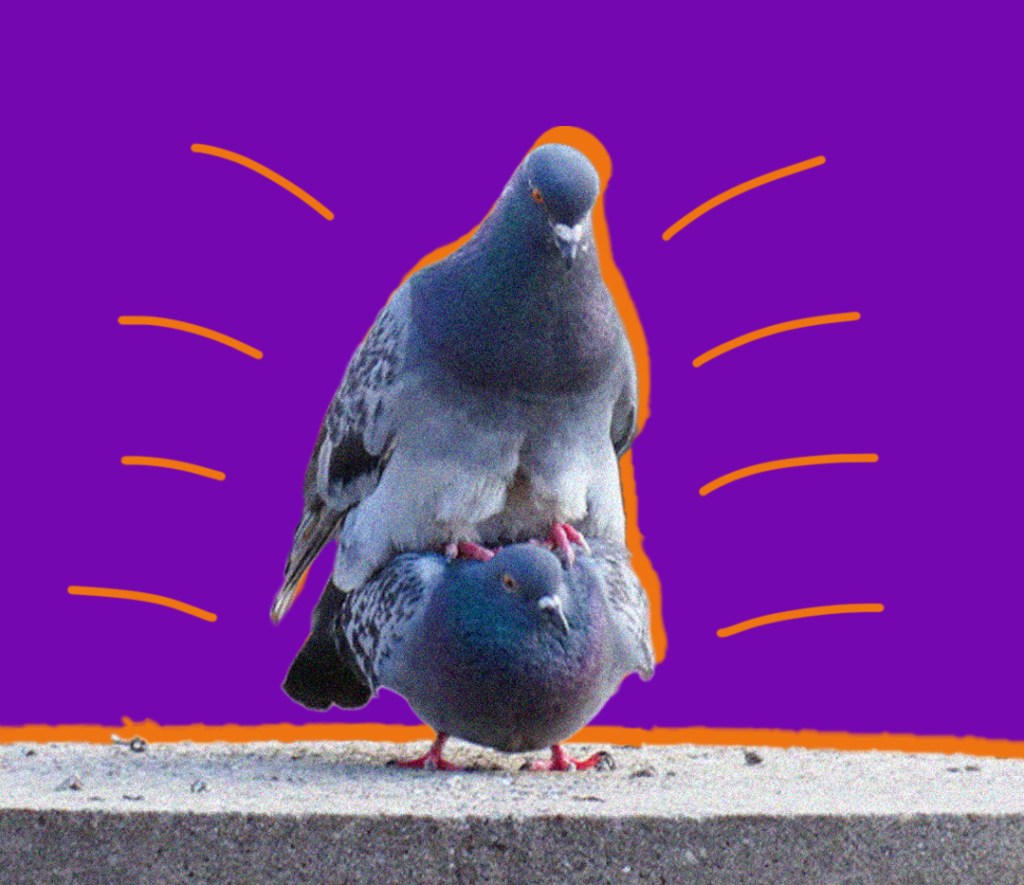 Lo sapevate che nel mondo animale il consenso è un optional?