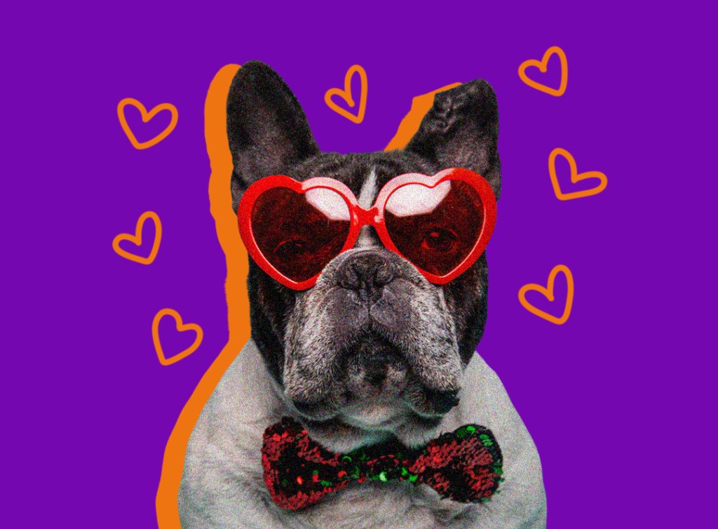 GLI ANIMALI PIÙ FEDELI DI SEMPRE (E COSA POSSIAMO IMPARARE DA&nbsp;LORO)